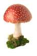 Foto: Giftpilz Giftpilz