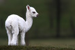 alpaca