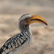 Portrait eines Gelbschnabeltokos (Tockus leucomelas)