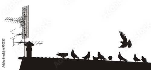 Pigeons on the roof