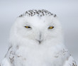 Harfang des neiges