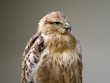 Bussard