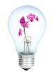 Electrobulb with a bunch of orchid
