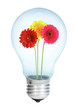 Electrobulb with a bunch of gerberas