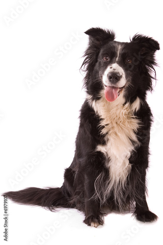 Border Collie / Working Sheepdog Sitting