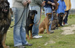 training with dogs training with dogs