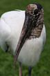 BIRD RESEARCH