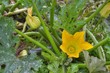 Floraison de courgettes