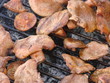 Champignon