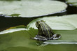 Frog on the leaf Frog on the leaf
