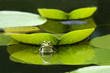 Frog on the leaf Frog on the leaf