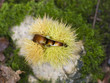 chestnut chestnut