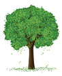vector silhouette of summer season tree