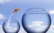 goldfish jumping out of the water goldfish jumping out of the water
