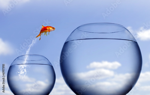 goldfish jumping out of the water