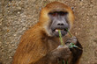 Singe et grimace