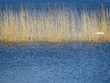 gräser im Wasser