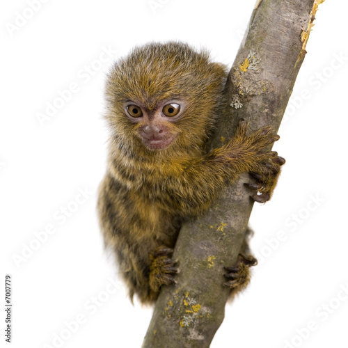 canvas print motiv - Eric Isselée : Pygmy Marmoset (5 weeks) - Callithrix (Cebuella) pygmaea