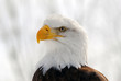 American Bald Eagle