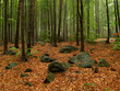 Spring forest in Sowie Gury, Poland