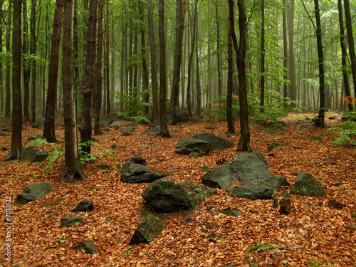 Spring forest in Sowie Gury, Poland