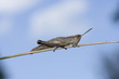 Grasshopper on stick