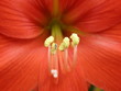 Red Hippeastrum johnsonnii Bury