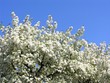 Blossoms