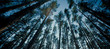 Top of trees in a forest panorama