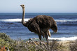 southern ostrich struthio camelus