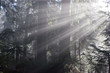 sunrays in the forest