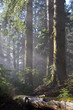 sunrays in the forest