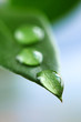 Green leaf with water drops Green leaf with water drops