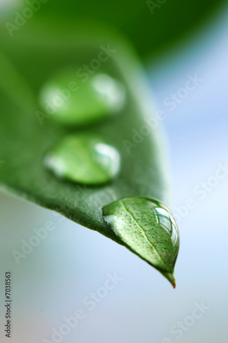 Water+droplets+on+leaf