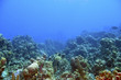 coral reef and blue water