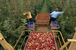 Foto: RECOLTE DE POMMES RECOLTE DE POMMES