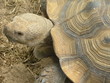 Tortue 2