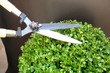pruning