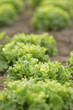 salade