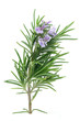 Rosemary