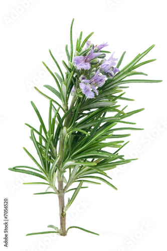 Photo: Rosemary Rosemary