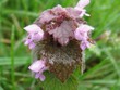 mauve sous la pluie mauve sous la pluie
