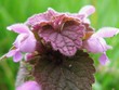 mauve mauve