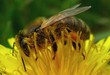 abeille a la recherche du pollen abeille a la recherche du pollen