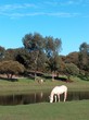 Australie Adelaide Chevaux
