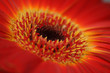 Red and yellow flower Red and yellow flower