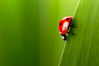 Photo: nature nature