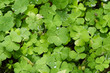 Water droplets on clover leaves