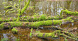 Dead tree trunks lying in water Dead tree trunks lying in water