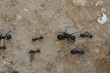 ants